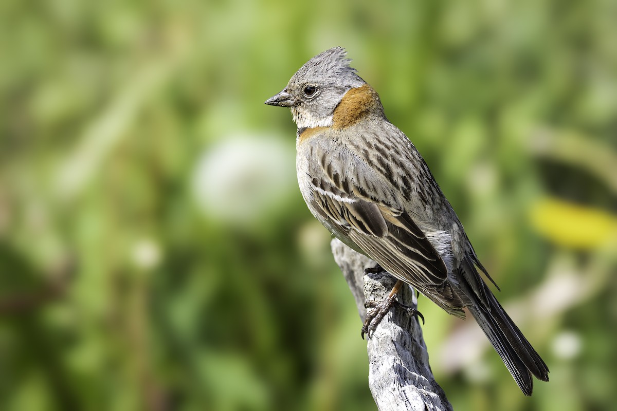 Бруант рудошиїй - ML646796971