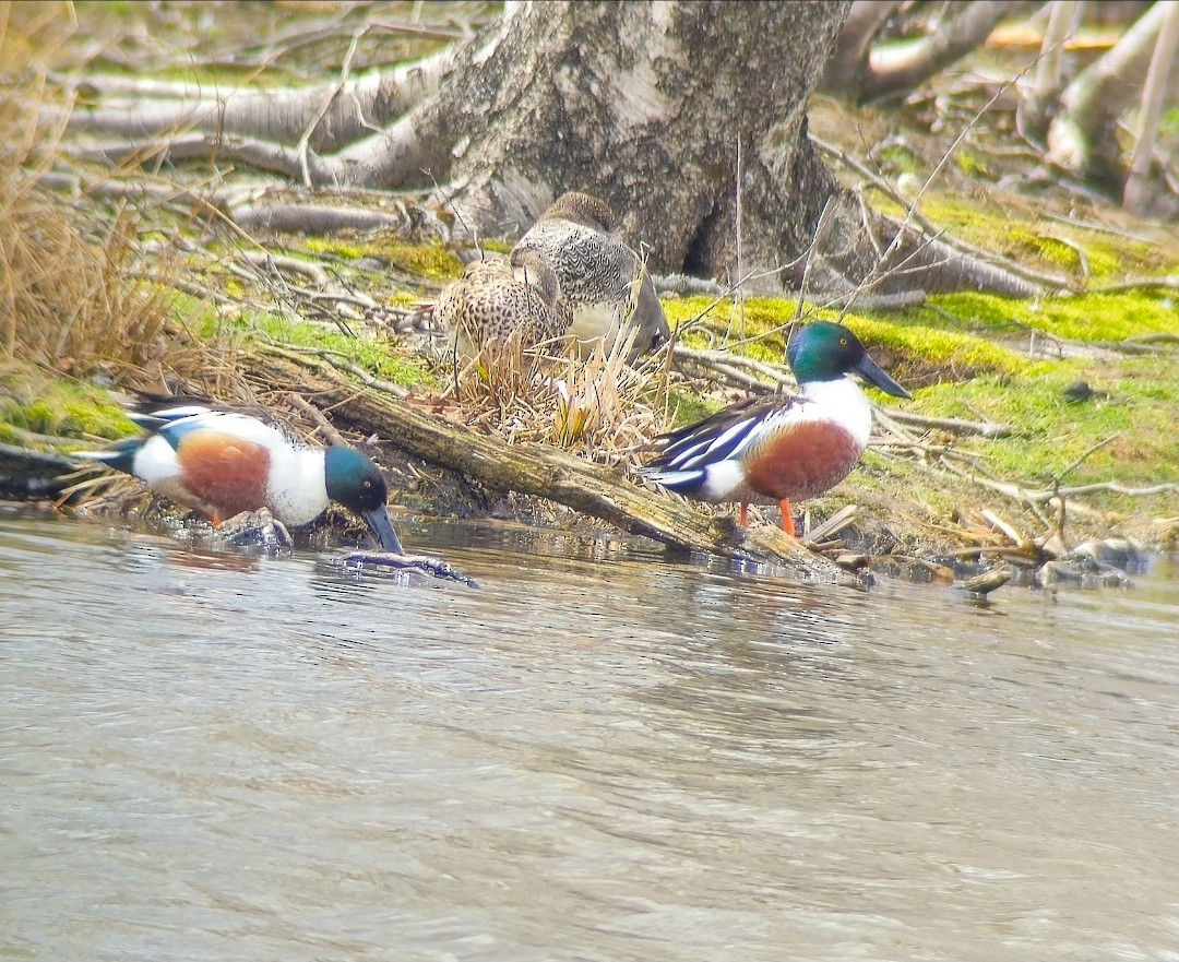 Ahate mokozabal zuria - ML646796975