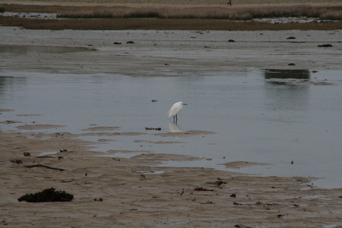 Koartzatxo txikia - ML646796985