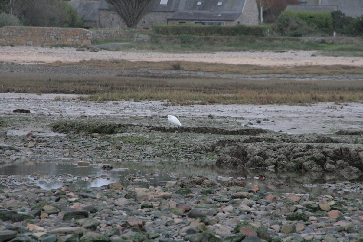 Koartzatxo txikia - ML646796986