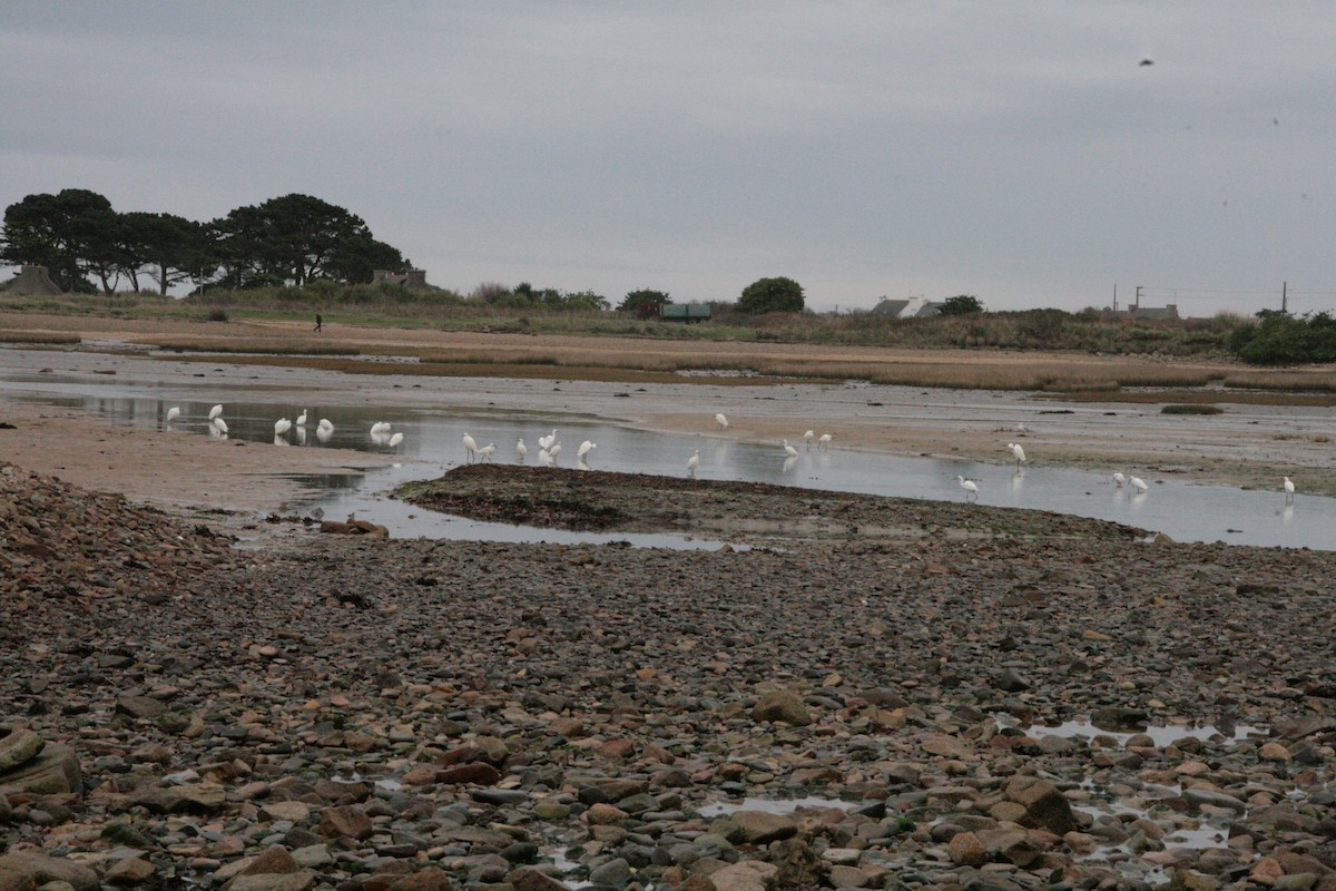 Koartzatxo txikia - ML646796987