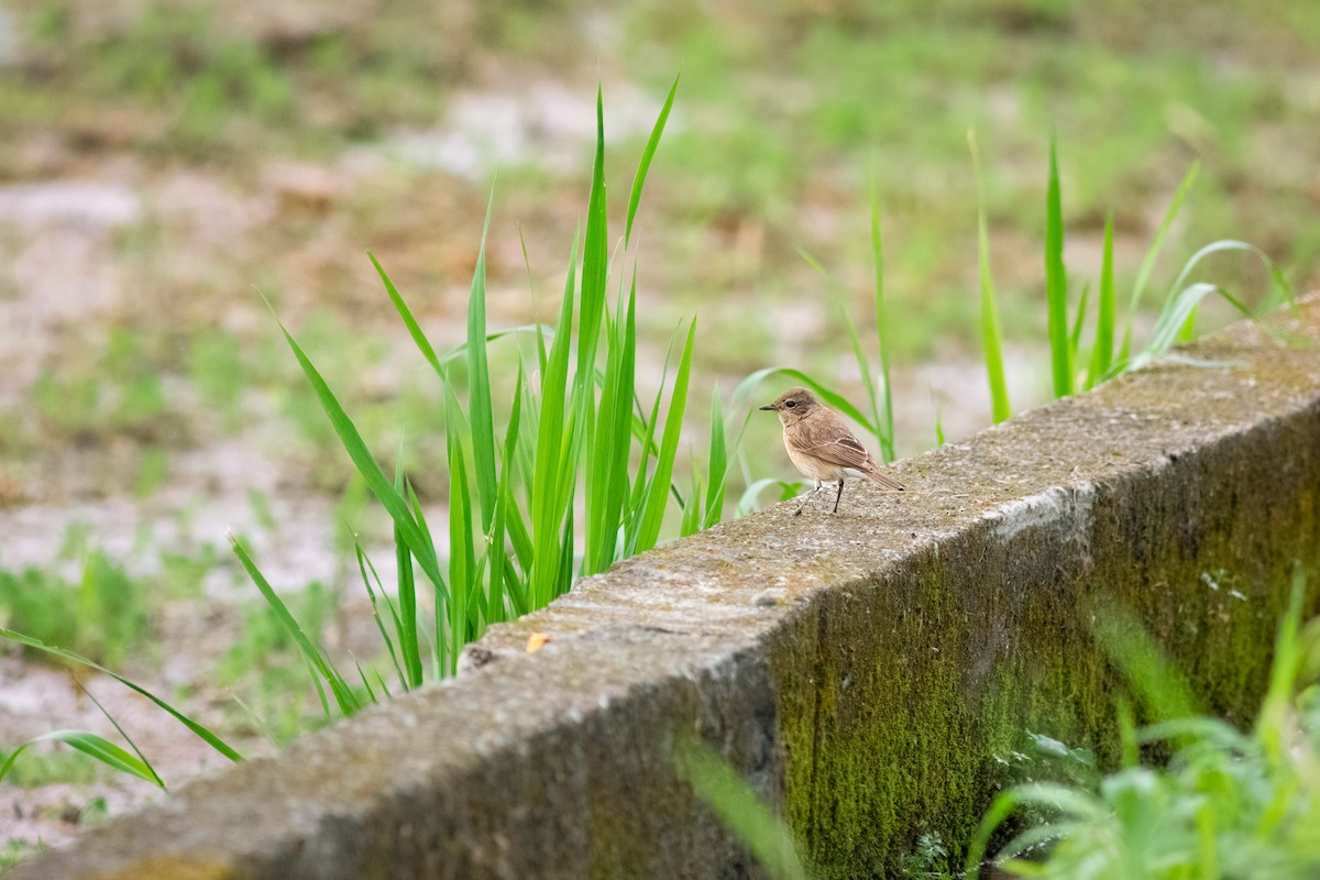 Pied Bushchat - ML646796988