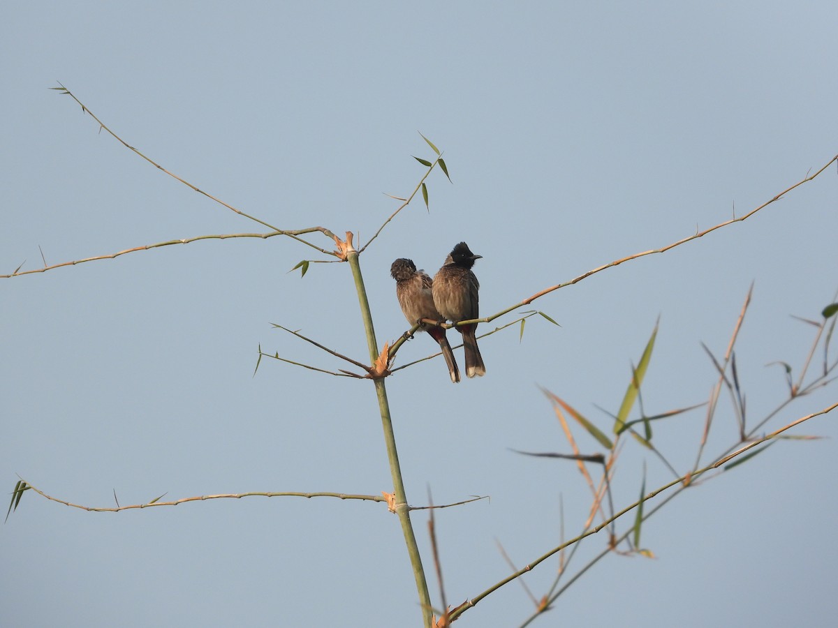 Red-vented Bulbul - ML646796999