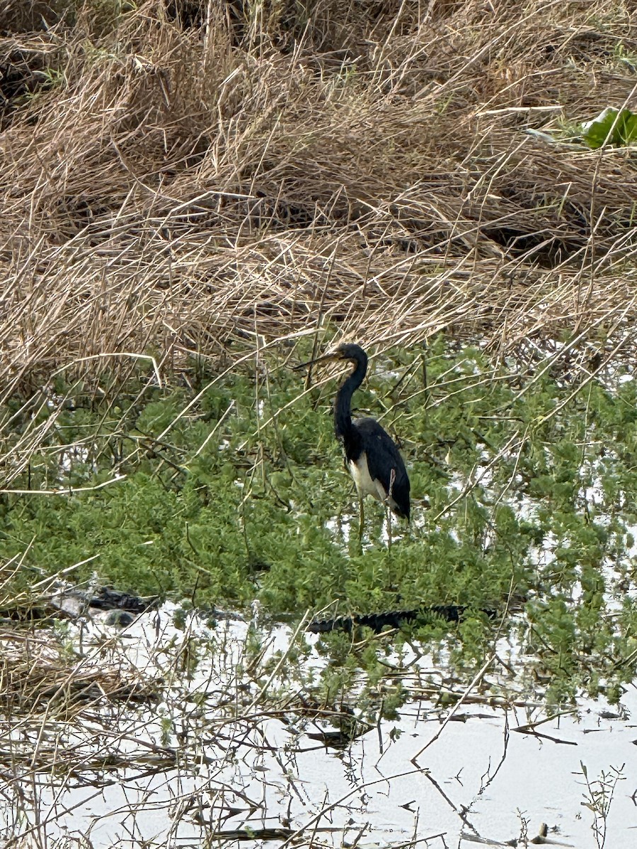 サンショクサギ - ML646797000