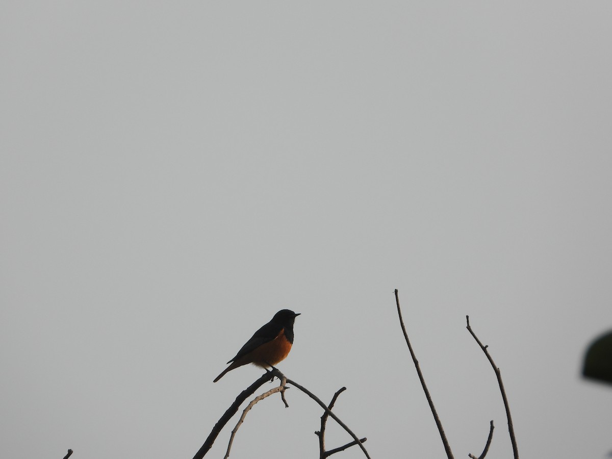 Black Redstart - ML646797004