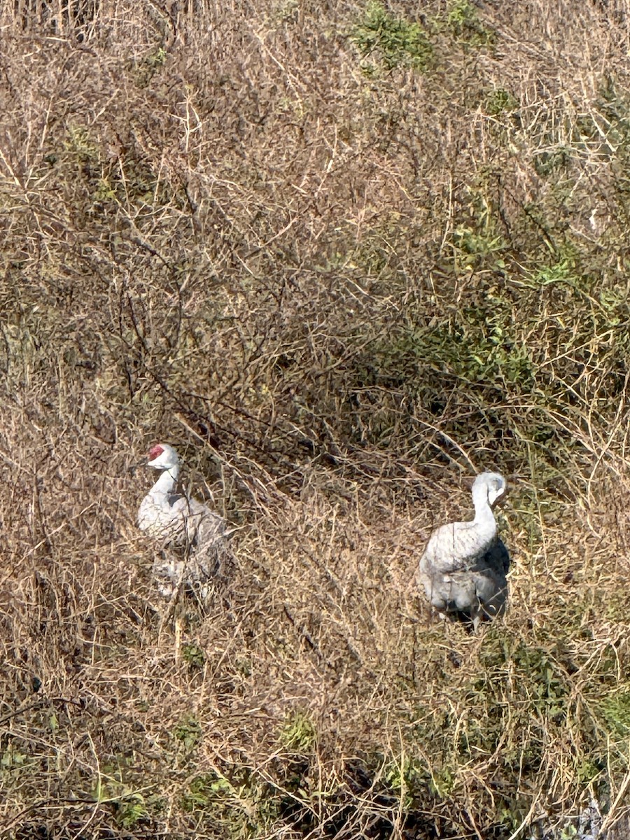 カナダヅル（pratensis） - ML646797005