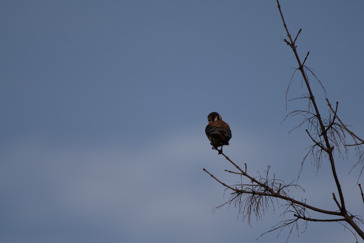 American Kestrel - ML646797007