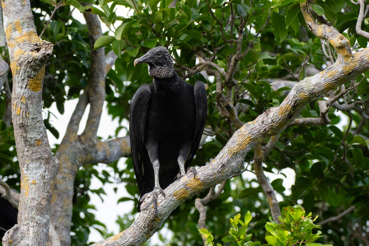 クロコンドル - ML646797011