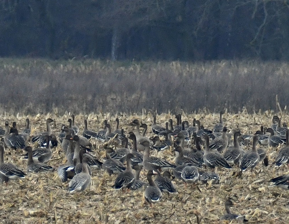 Kurzschnabelgans - ML646797013