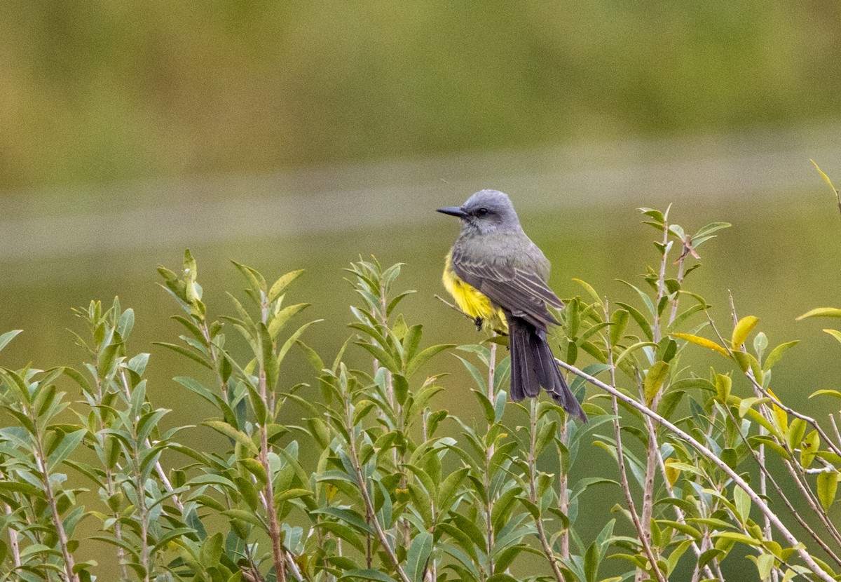 Tirano Melancólico - ML646797015