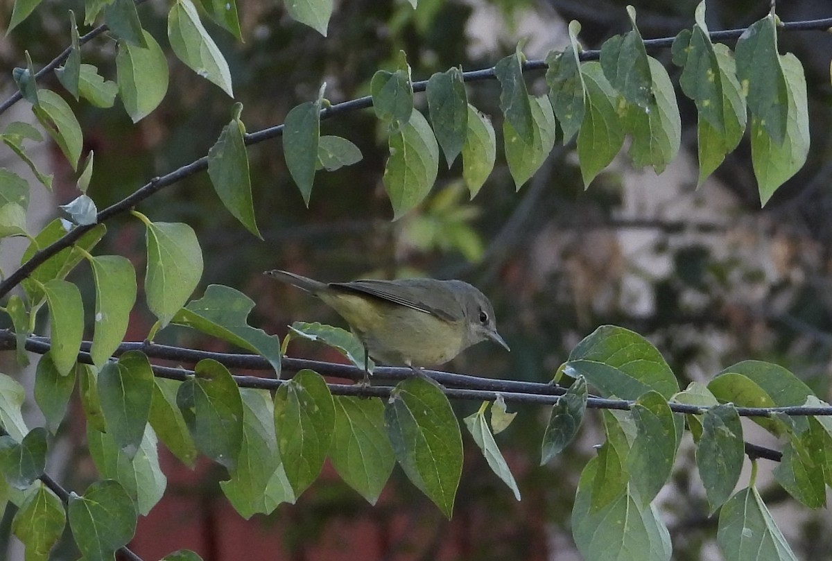 Reinita Coroninaranja - ML646797017