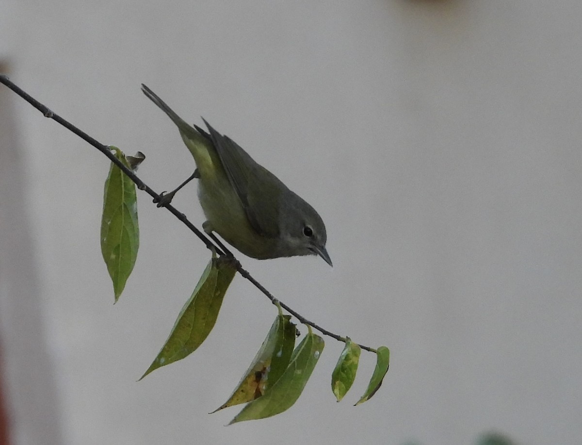 Reinita Coroninaranja - ML646797018