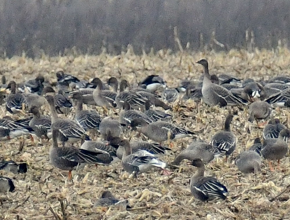 Kurzschnabelgans - ML646797019