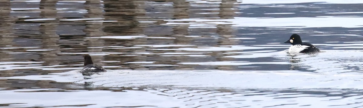 Porrón Osculado - ML646797020