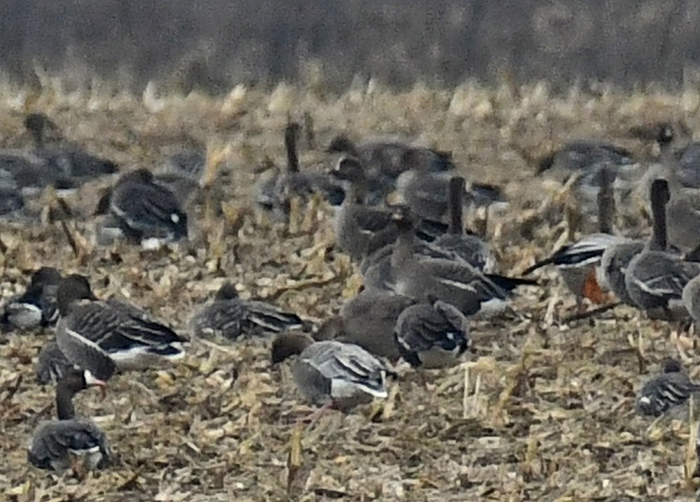 Kurzschnabelgans - ML646797021