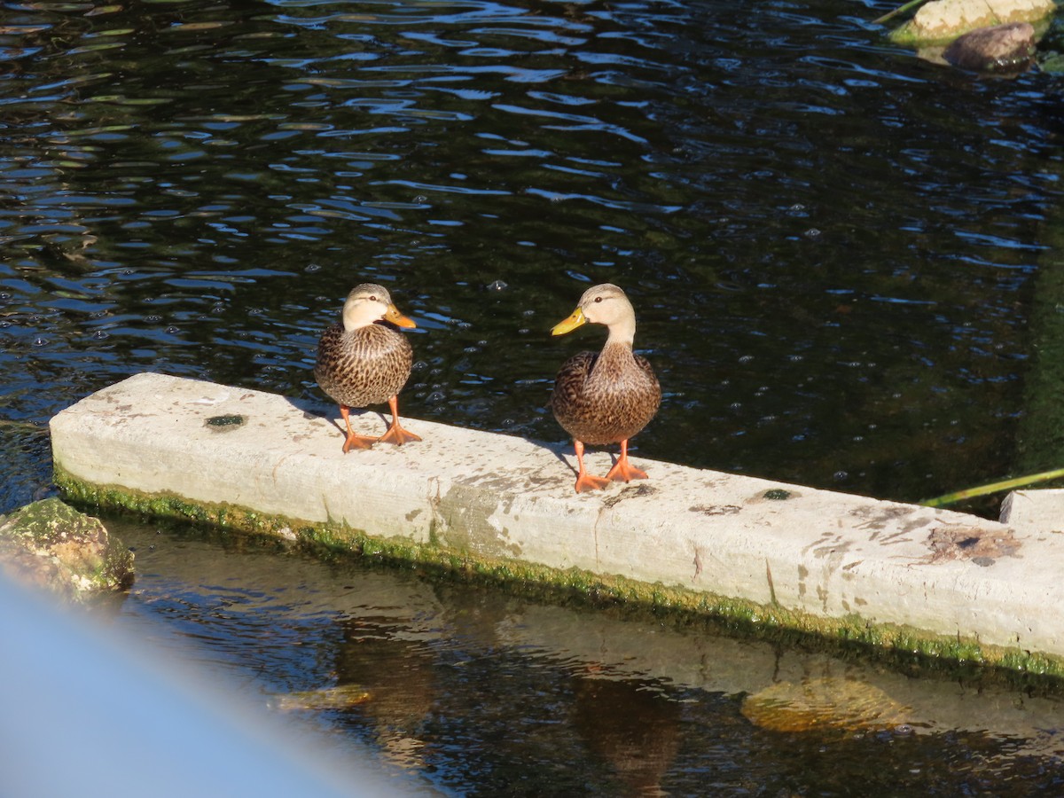 Ánade Moteado - ML646797022