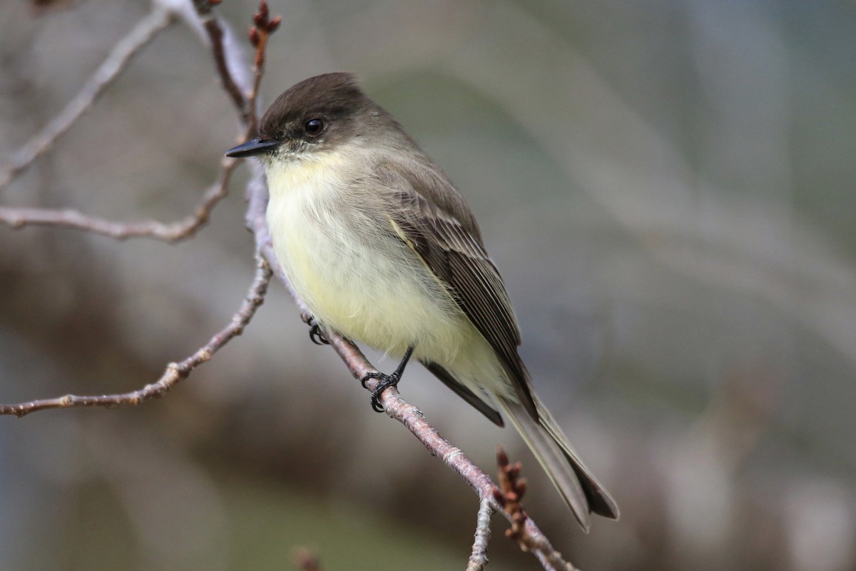 Mosquero Fibí - ML646797023