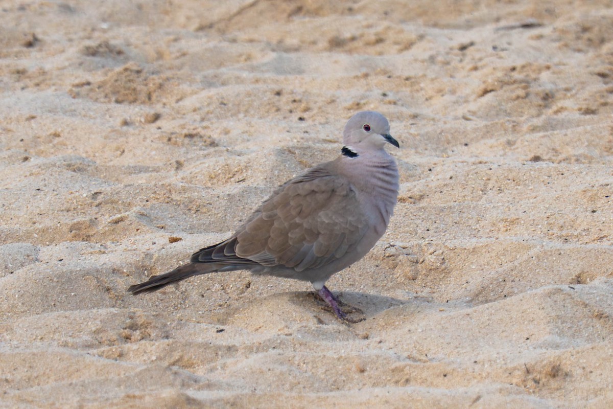 Tórtola Turca - ML646797025