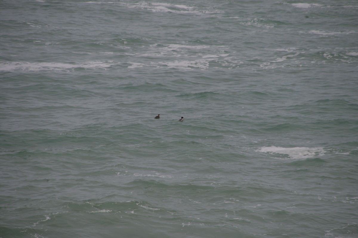 Serreta Mediana - ML646797026