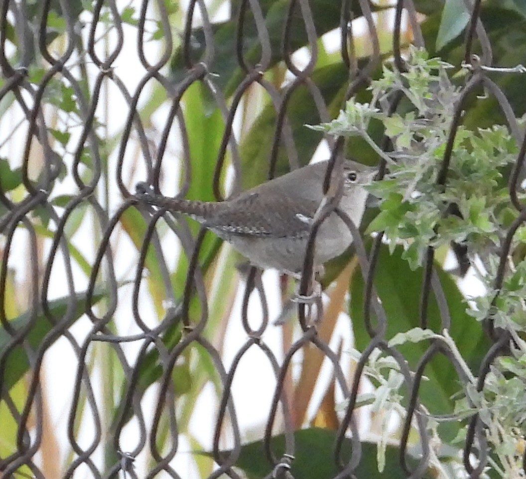 Chochín Criollo Norteño - ML646797027