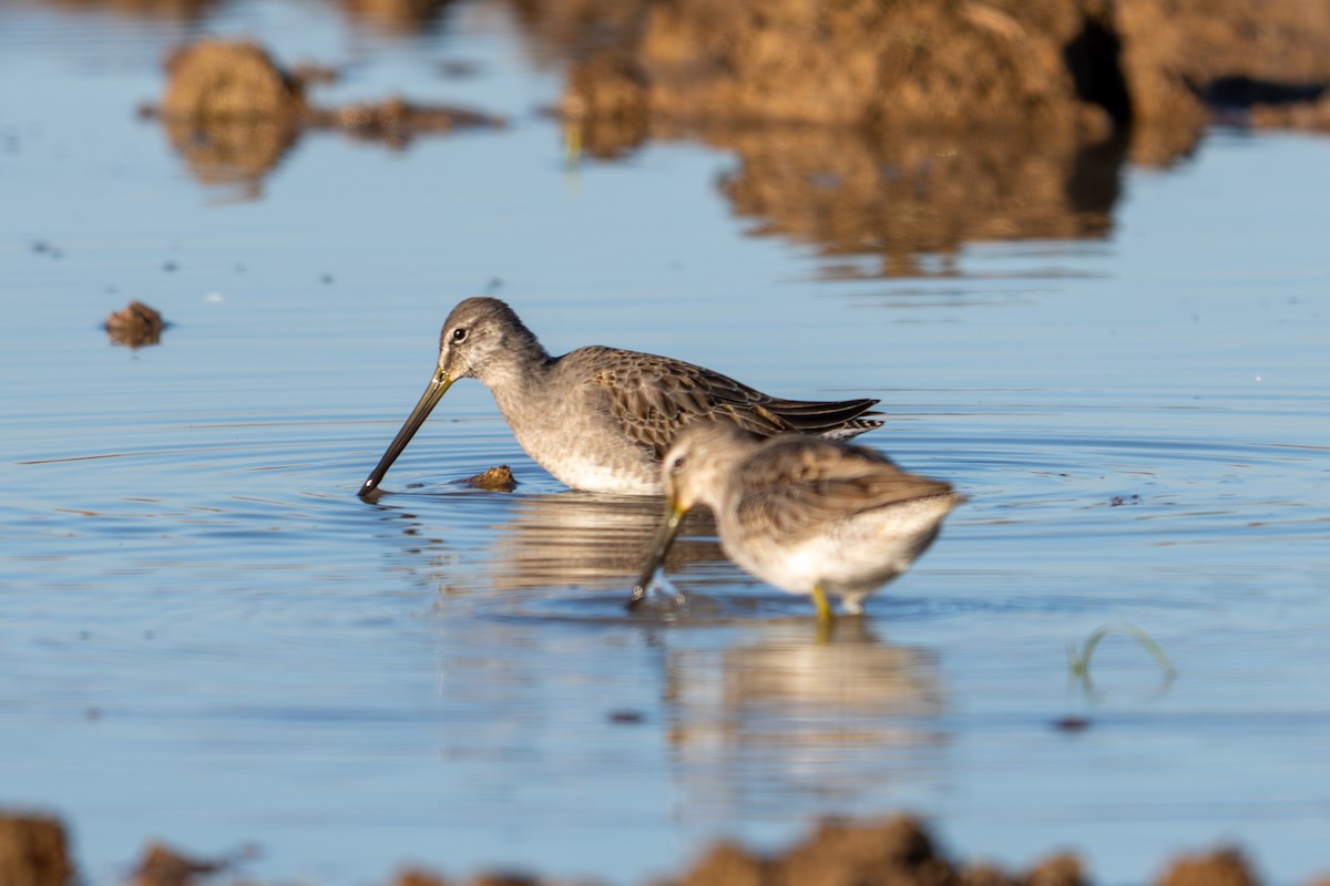 Agujeta Escolopácea - ML646797029
