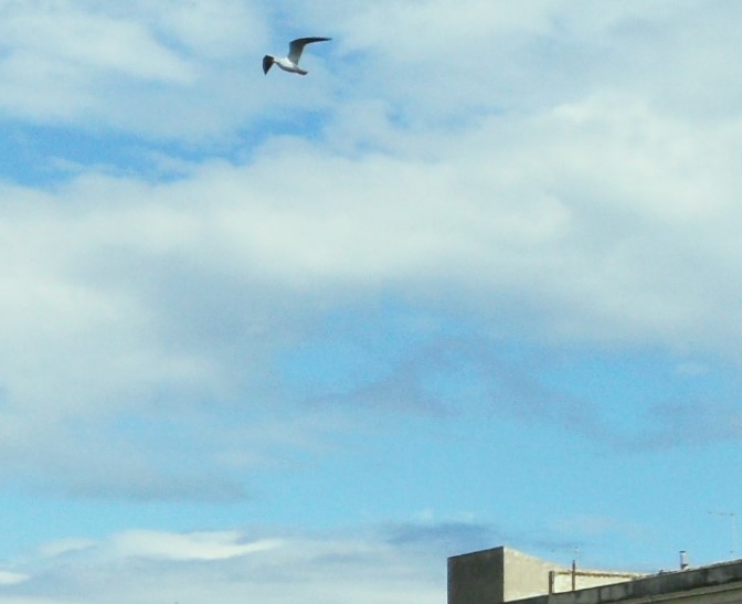 Gaviota Patiamarilla - ML646797030