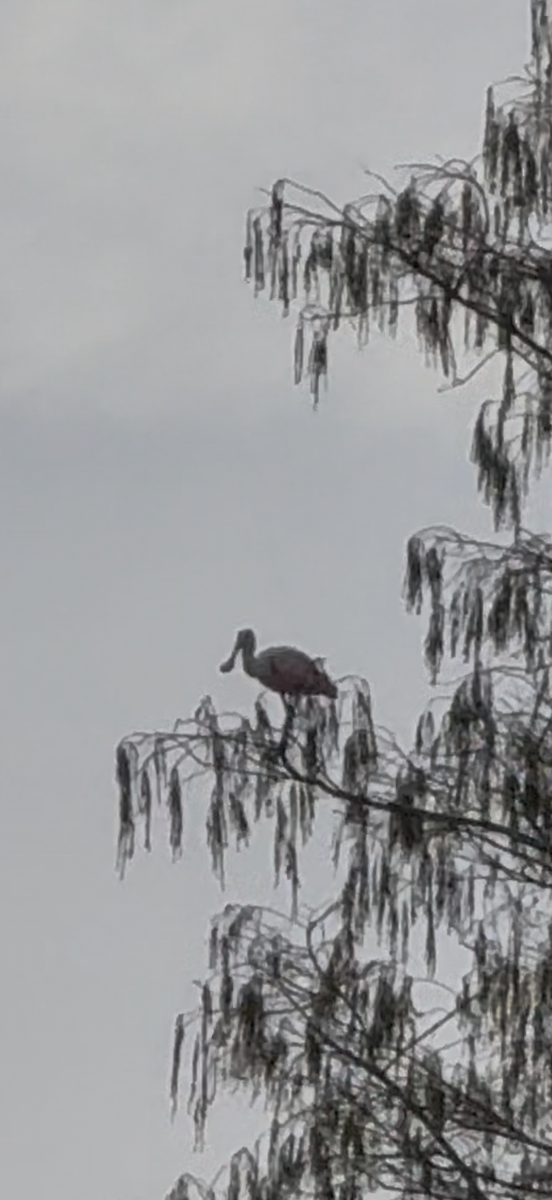 Espátula Rosada - ML646797033