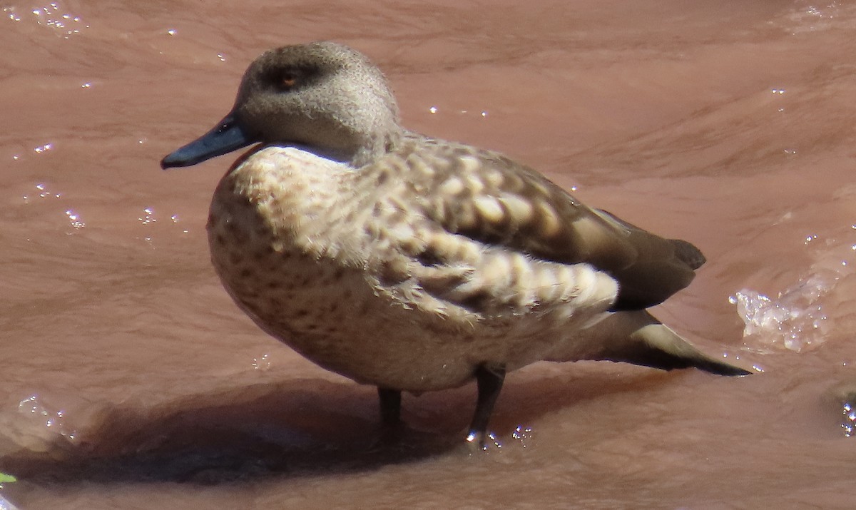 Ánade Juarjal - ML646797036