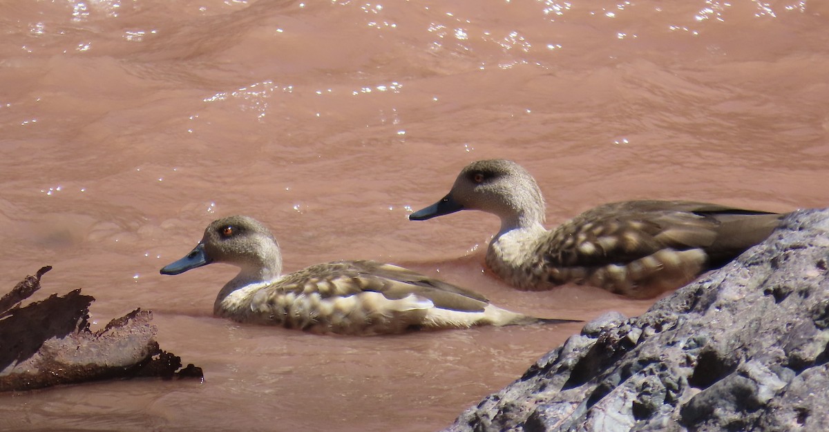 Ánade Juarjal - ML646797037