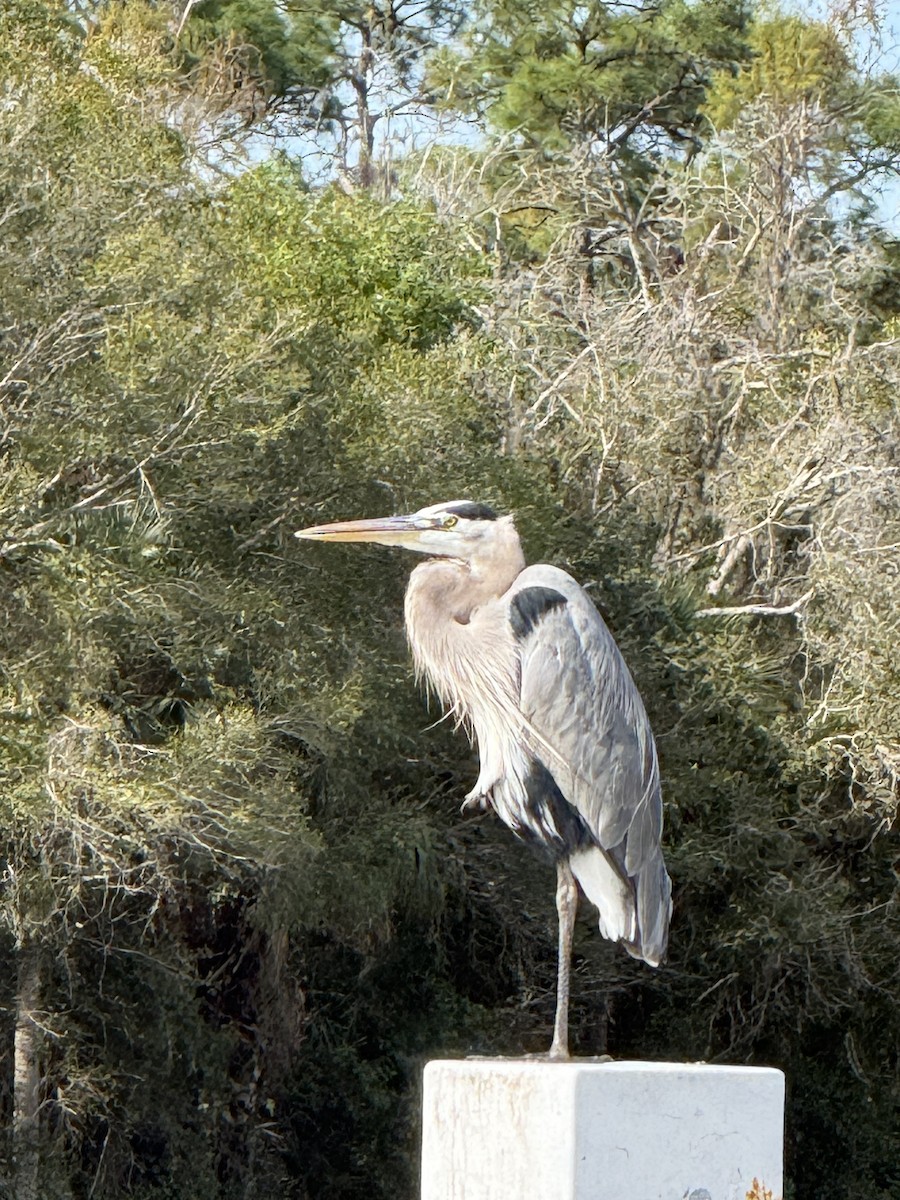 Garza Azulada - ML646797038
