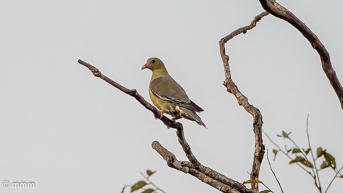 Vinago Africano - ML646797039