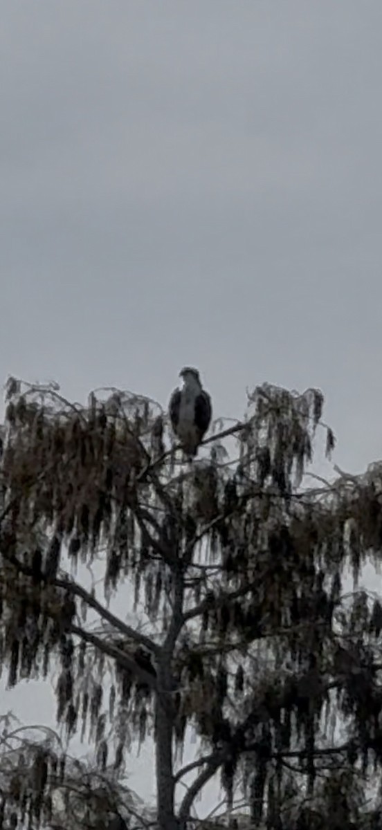 Águila Pescadora - ML646797040