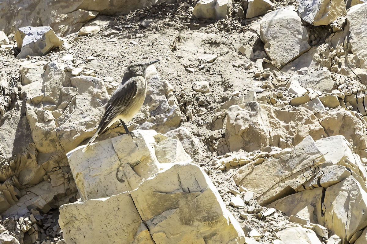 Gaucho Serrano - ML646797041