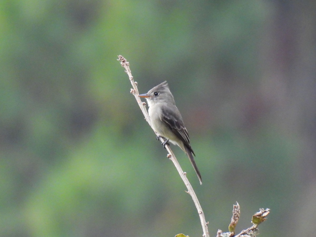 Pibí Tengofrío - ML646797042