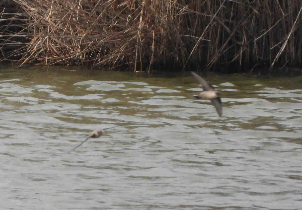 Avión Roquero - ML646797044