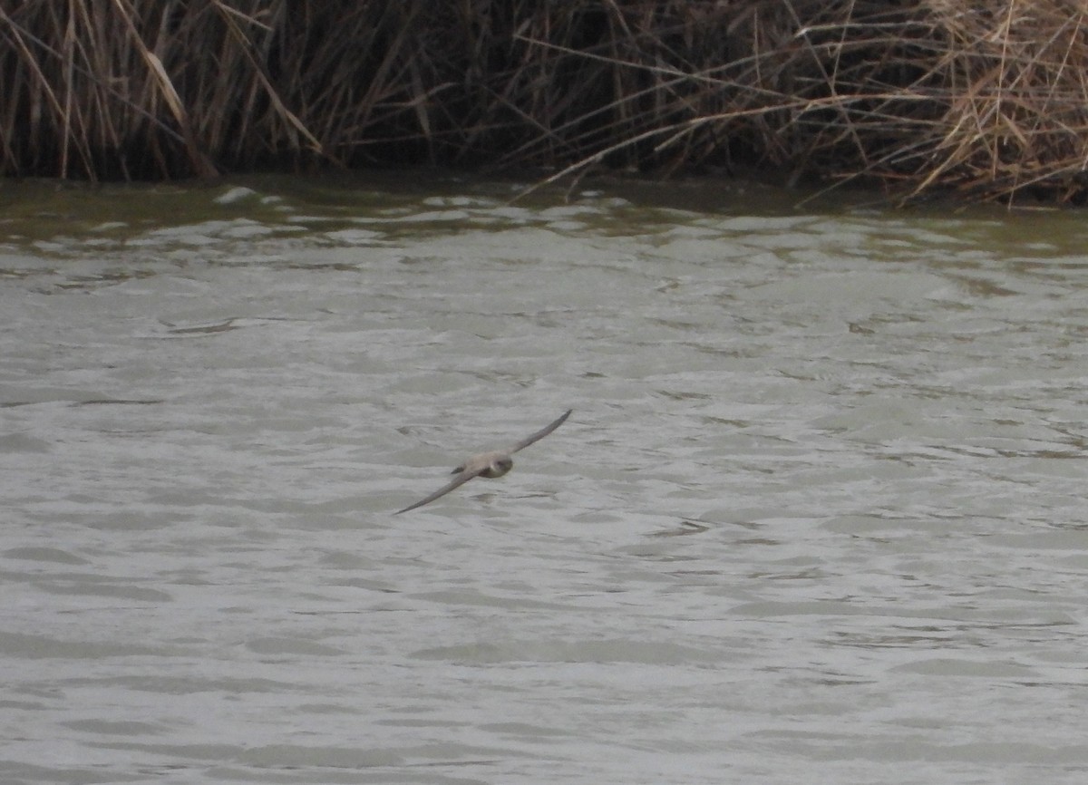 Avión Roquero - ML646797045