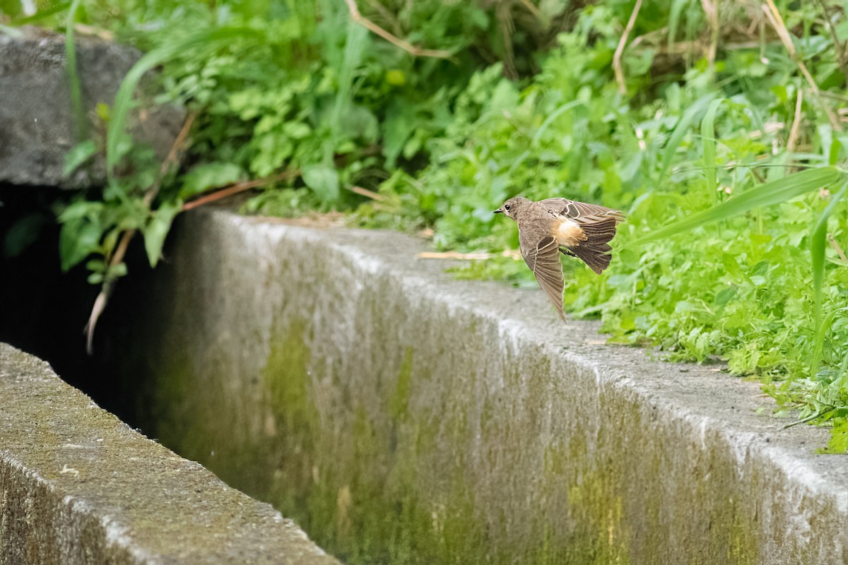 Tarabilla Pía - ML646797048