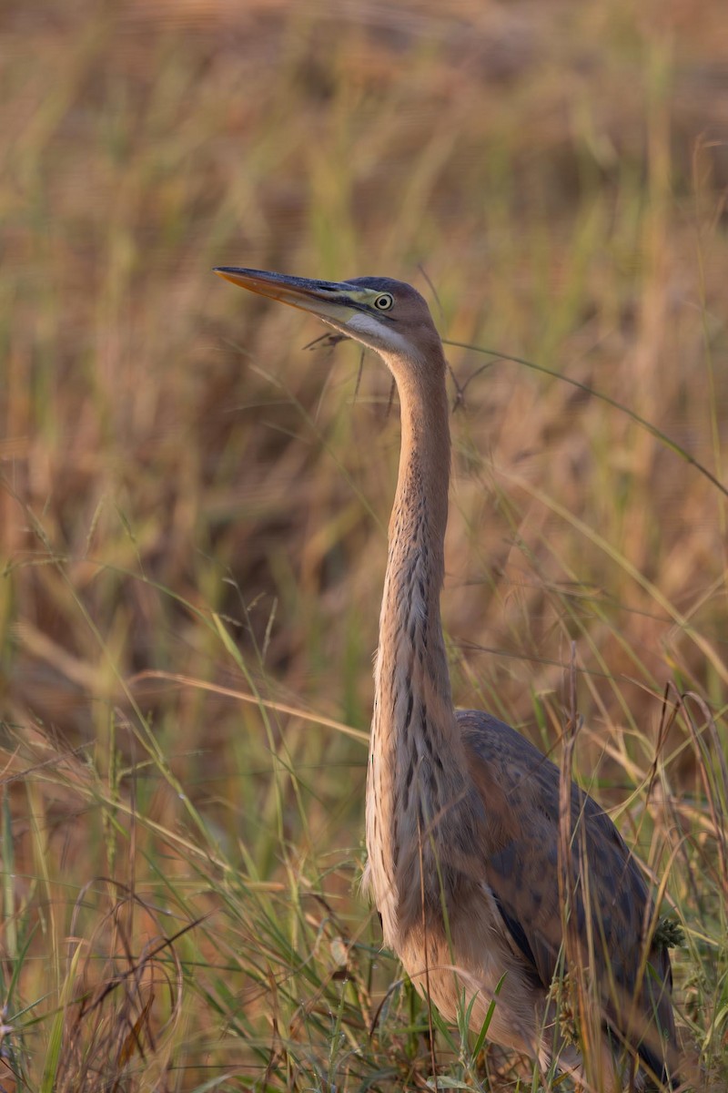 Garza Imperial - ML646797051