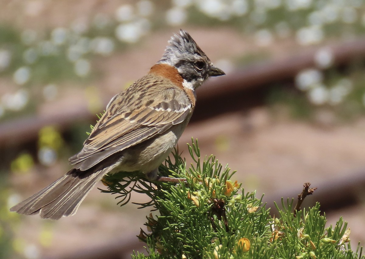 Chingolo Común - ML646797052