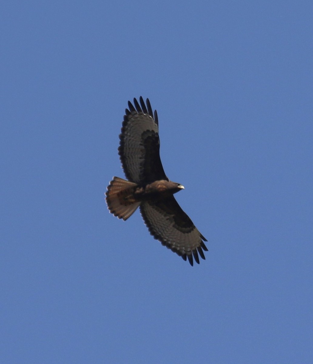 Busardo Colirrojo - ML646797054