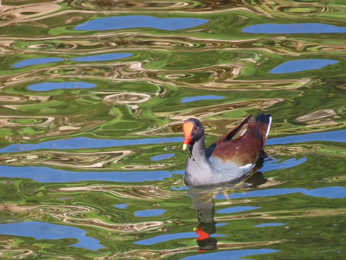 Gallineta Americana - ML646797055