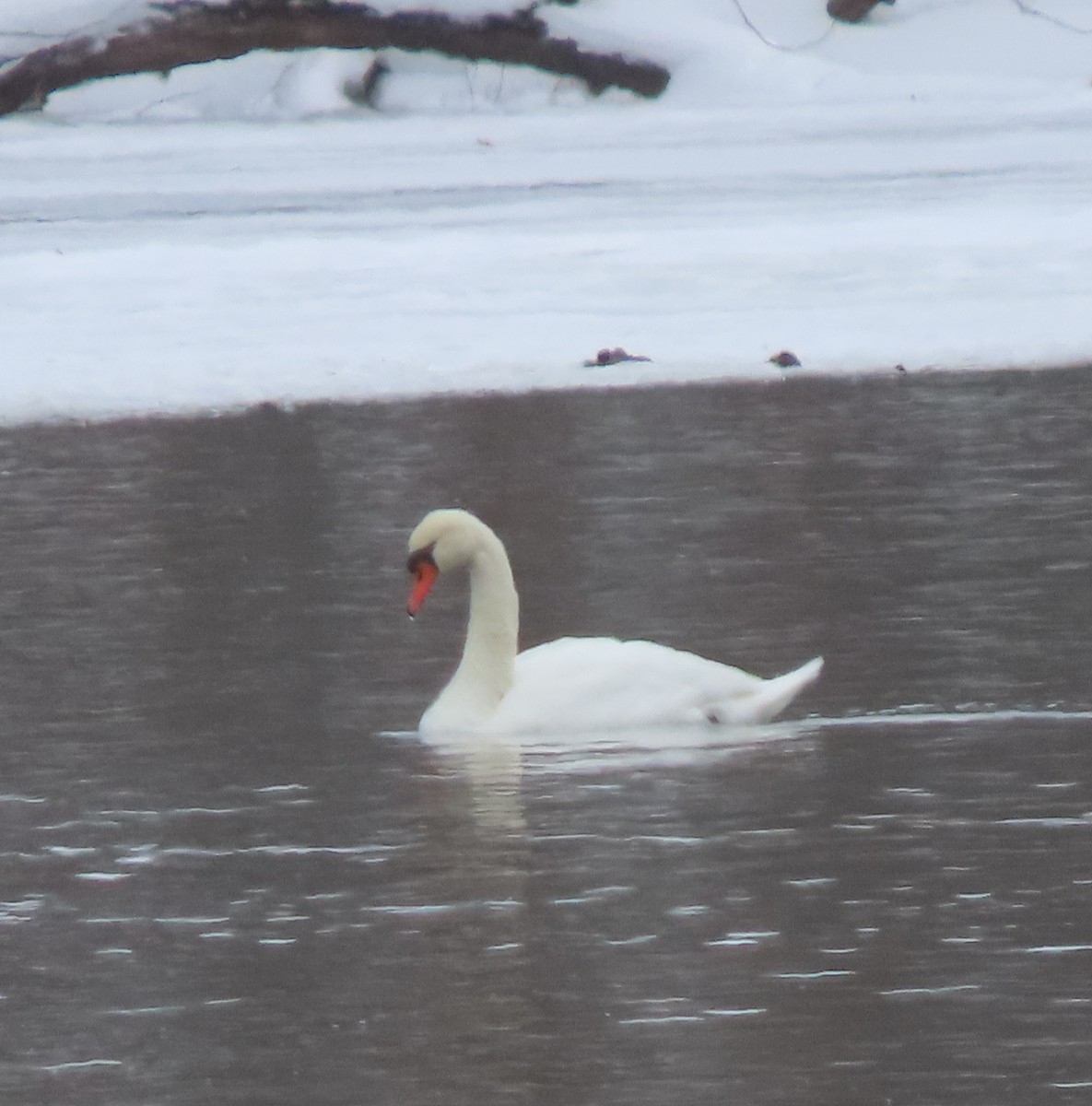 疣鼻天鵝 - ML646797059