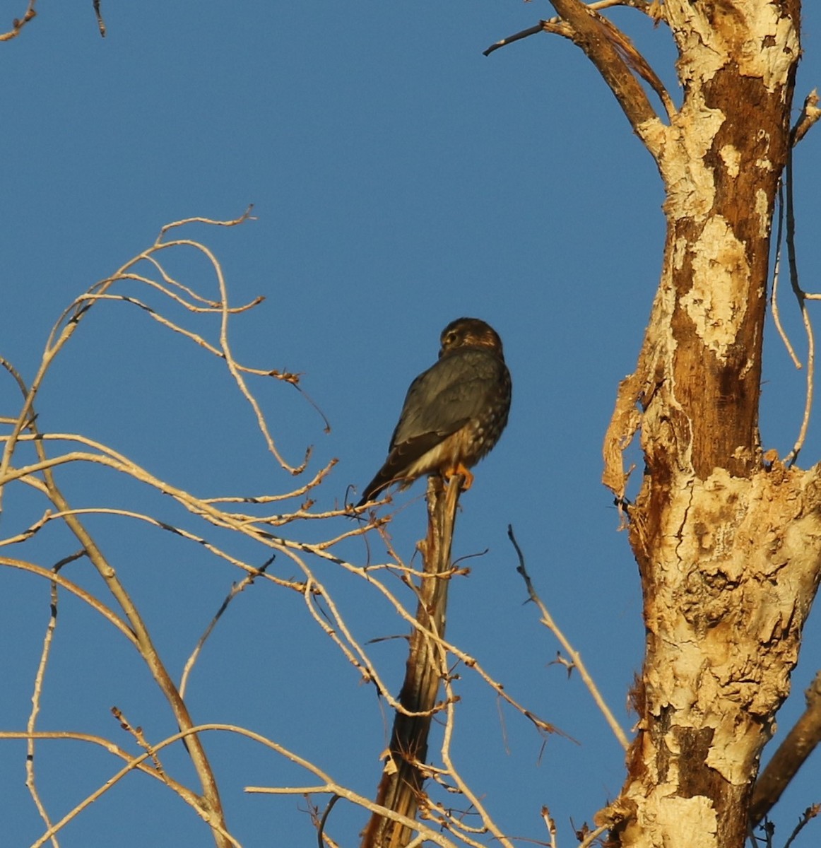 Belatz txikia (richardsonii) - ML646797062