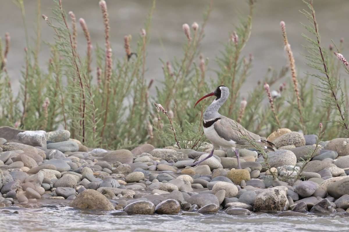 Aynakgaga - ML646797063