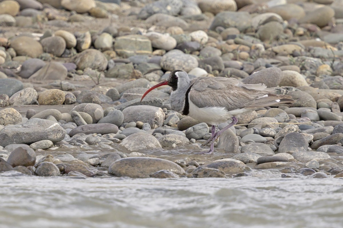 Aynakgaga - ML646797065