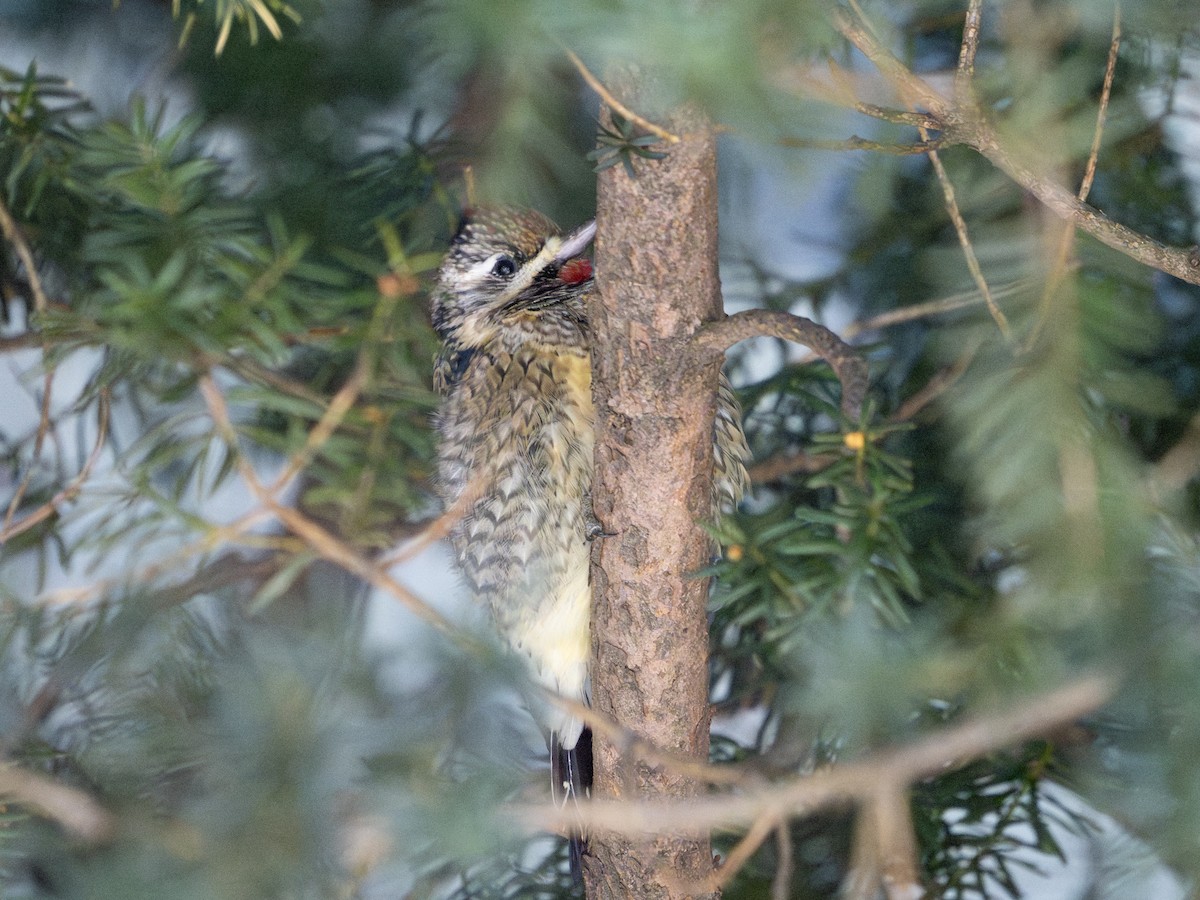 シルスイキツツキ - ML646797077