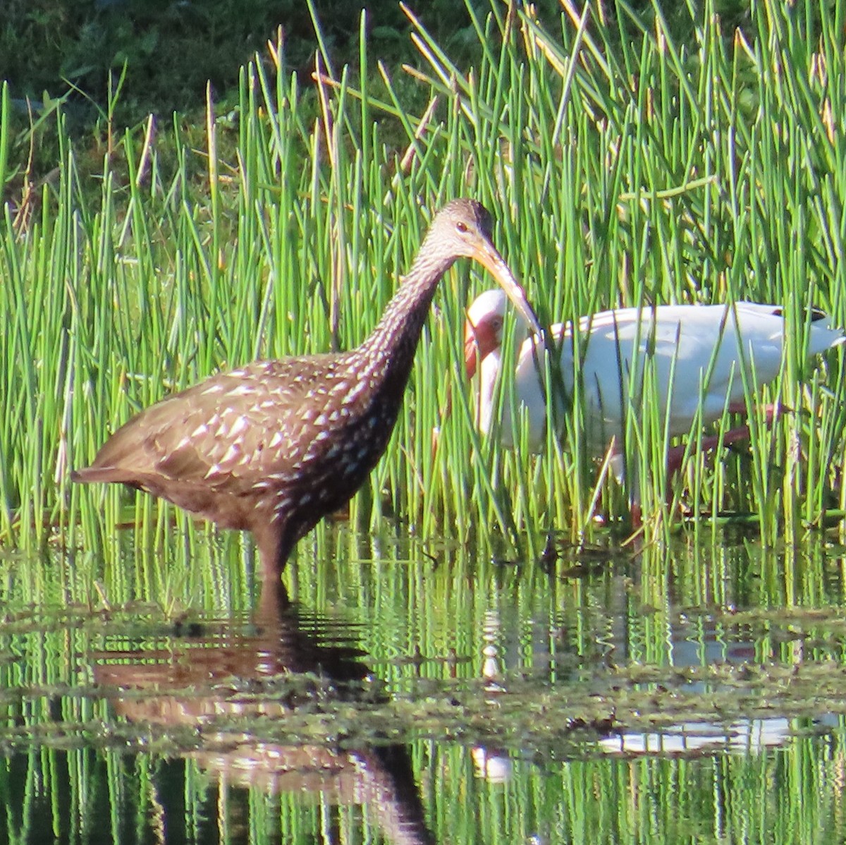 Turnayelvesi - ML646797079