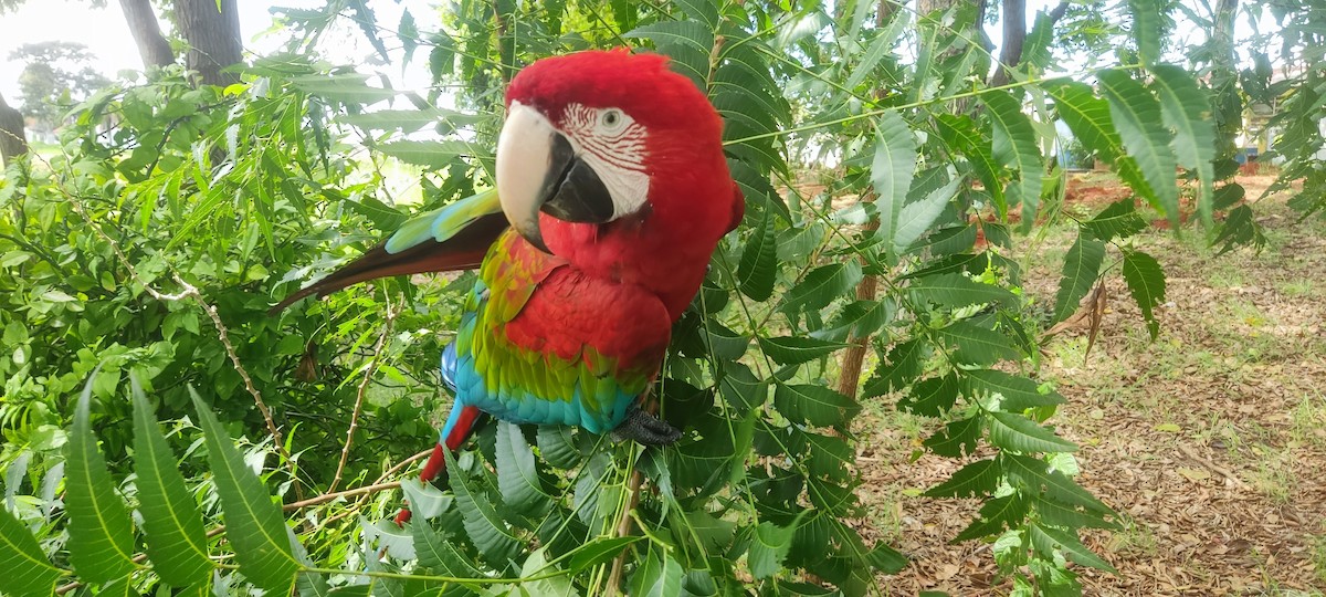 Yeşil Kanatlı Ara - ML646797080