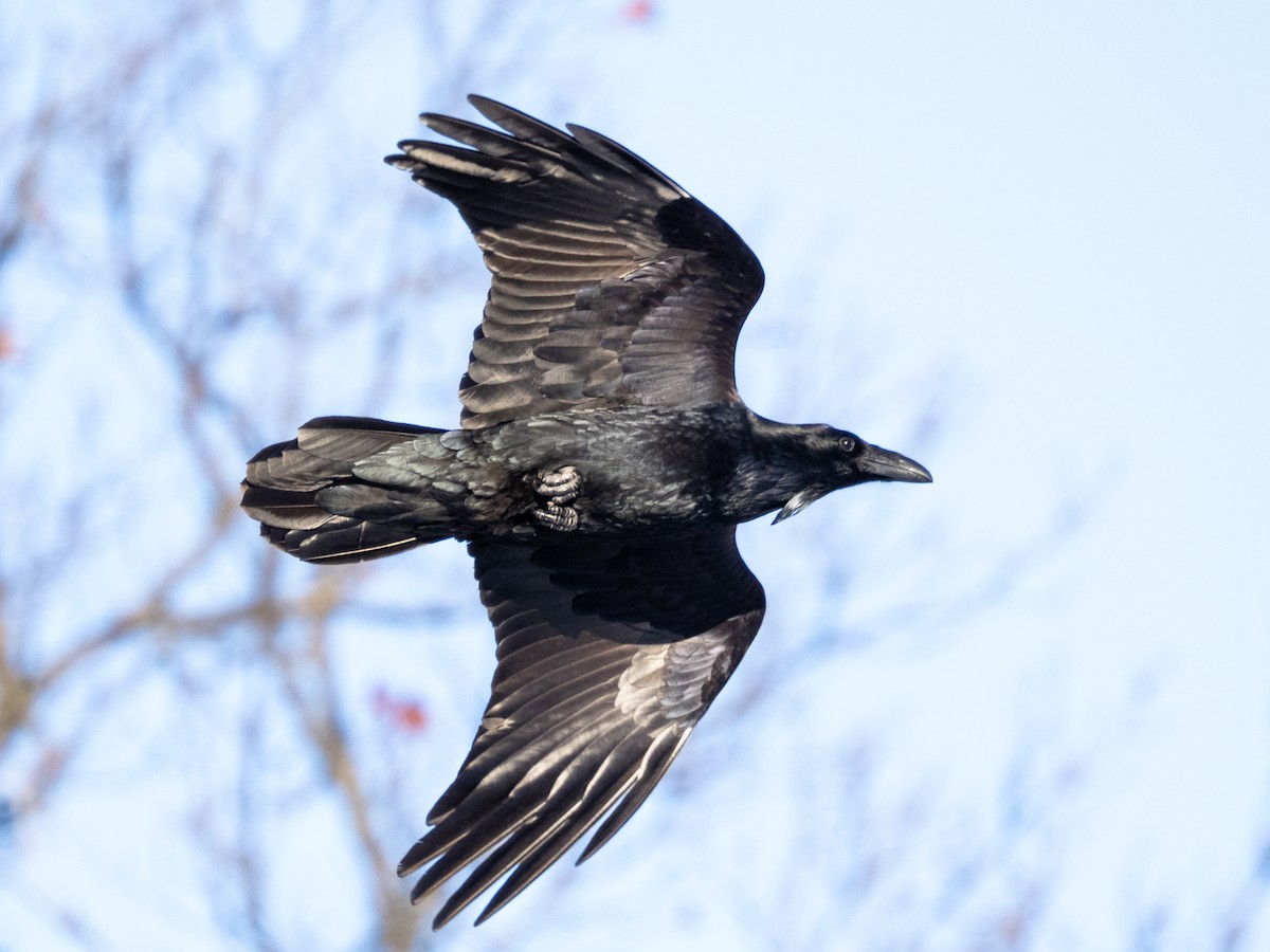 Kuzgun - ML646797082