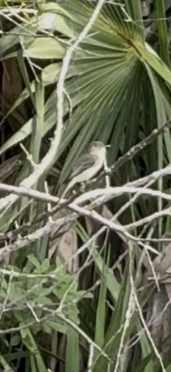 Ak Karınlı Fibi - ML646797083